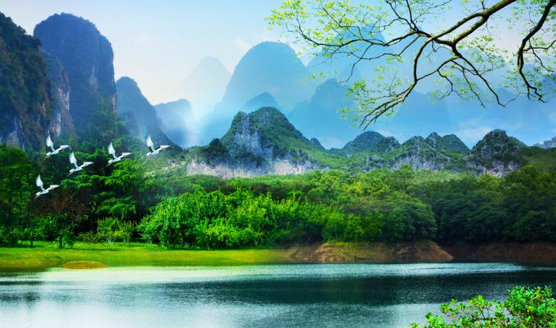 十大招财树的介绍