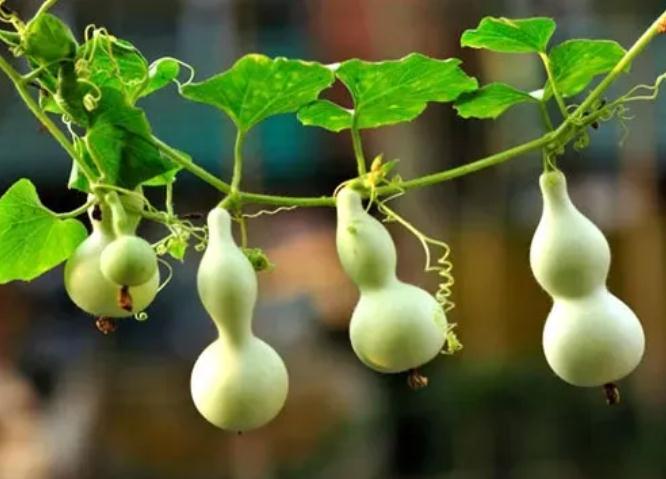 貔貅佩戴的注意事项有哪些？