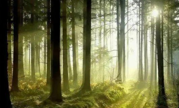 八字情感解析系列一：“值得被爱的甲木人”