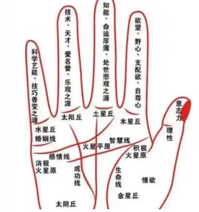 通过手相看职业：你是什么手，就抓什么钱