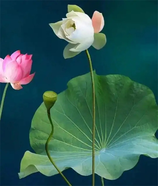 为什么出家人的命算不准？