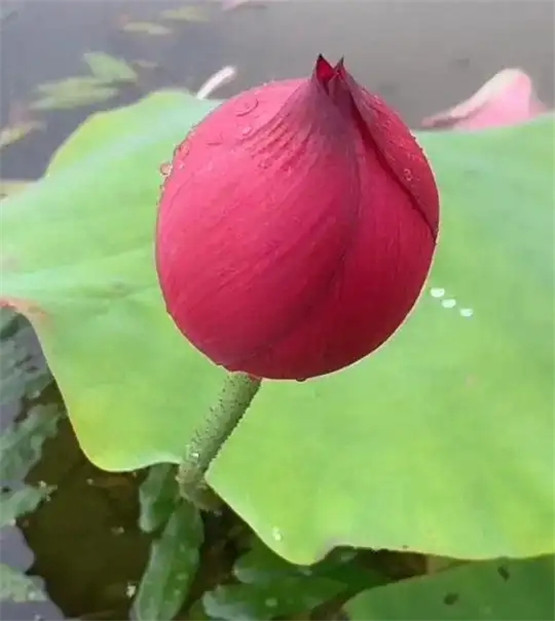 道家修行的三大方式──自、师、承