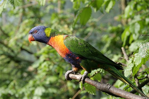 八字火旺的男人戴什么首饰好，适合八字火旺的吉祥物