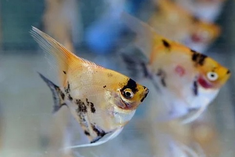 为何鱼缸千万不能有盖，鱼缸摆放有什么讲究