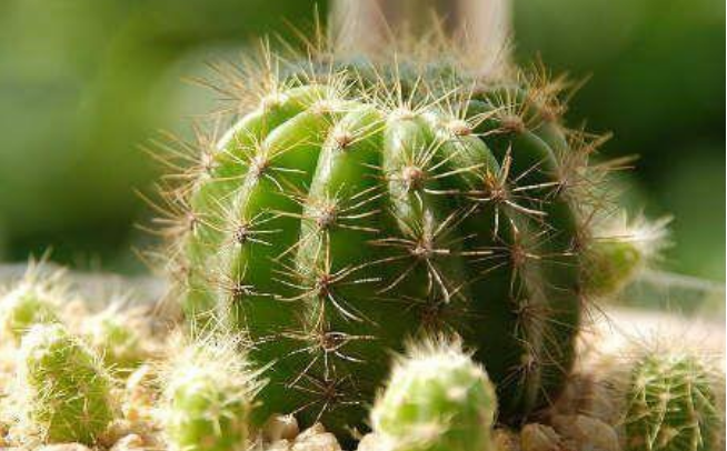 民间“收惊叫魂”法