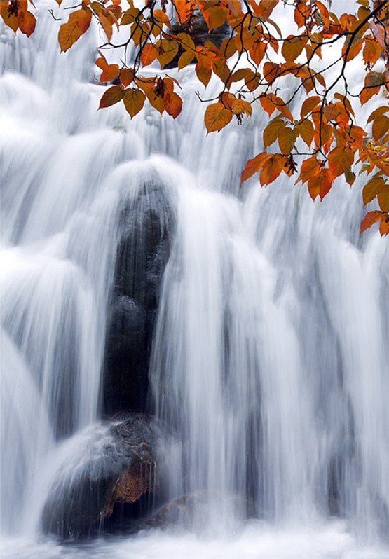 八字“寅木”和“卯木”到底有什么区别？