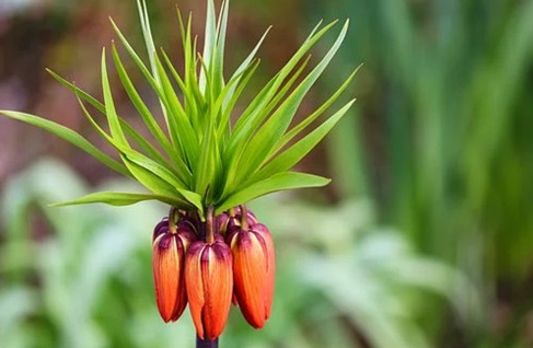 财位放什么绿植催财，能够招财的植物