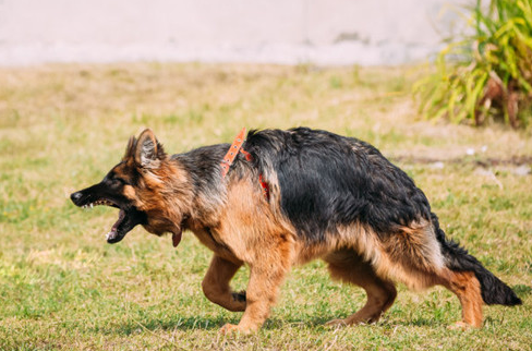 为什么女人不能带狗牙，狗牙的佩戴禁忌