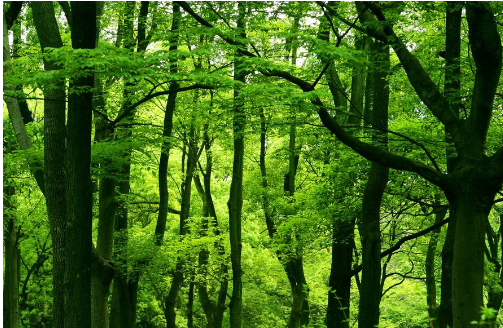 五行属木的风水物品