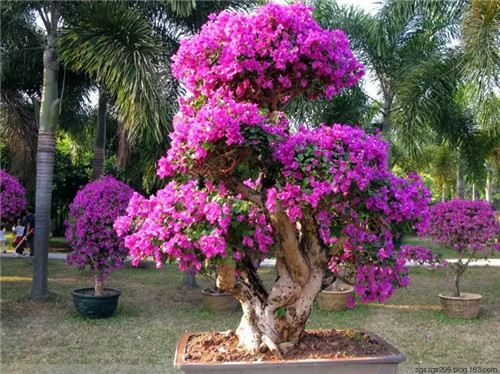 增进夫妻感情的吉祥物