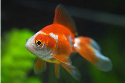 家里养几条鱼风水最好