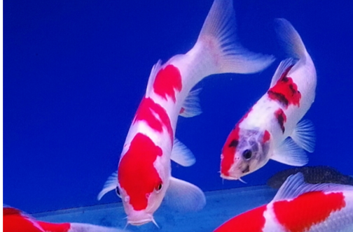 锦鲤养单数还是双数好