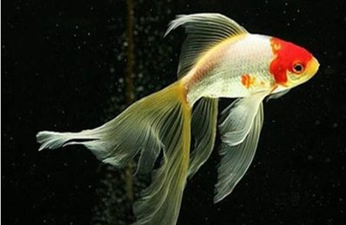 金鱼养单数还是双数好