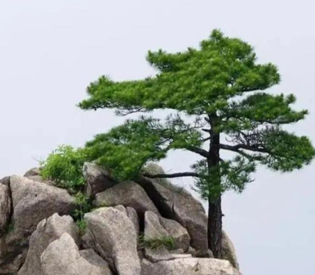 阴树为什么不能进家门？阴树是指哪些呢？