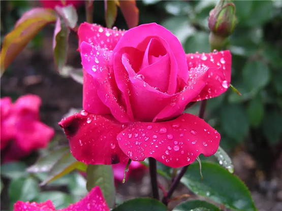 什么颜色的钱包最聚财