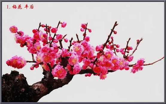 镇宅辟邪什么用植物最好