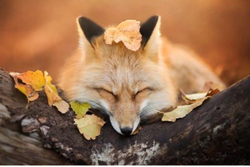 女的带狐狸有什么说法