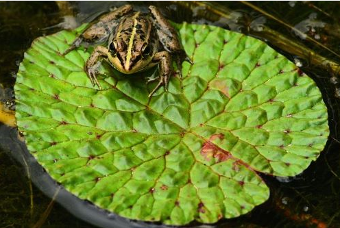 金蟾摆在客厅什么位置最好