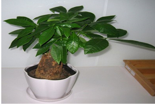 发财树不能放在哪里