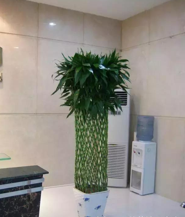 富贵竹位置摆放有讲究，你摆对了吗？