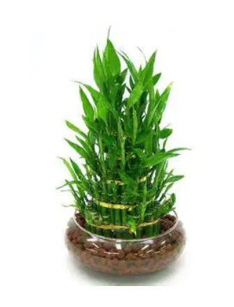 富贵竹要这样种才能招财！