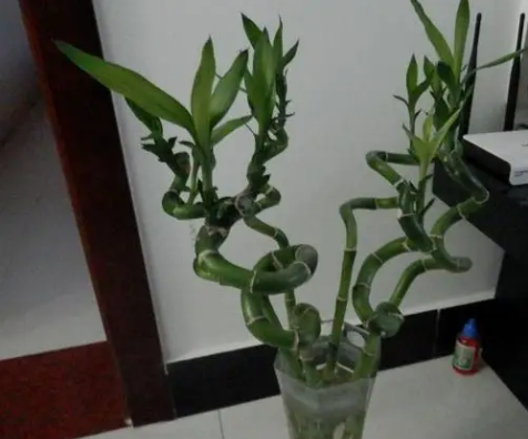 转运竹的摆放 位置决定运势!